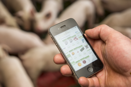 Foto: Handy im Schweinemaststall