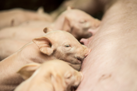 Foto: Ferkel beim saugen