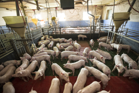 Foto: Schweine im Schweinestall