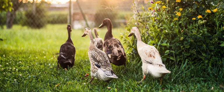 Foto: Ente