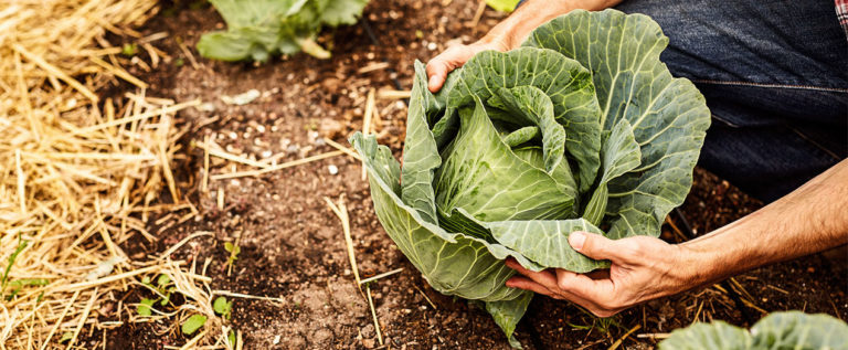 Hände ernten einen frischen Kopf Kohl aus dem Boden in einem Garten mit Stroh und Erde im Hintergrund.