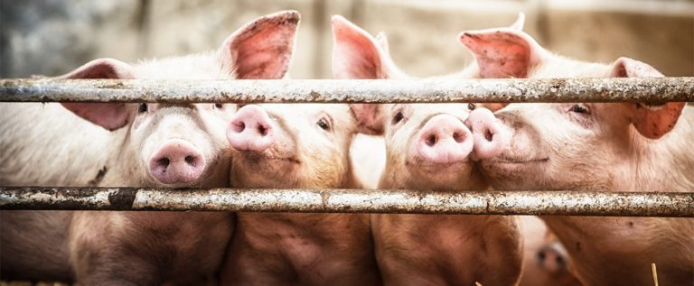 Foto: Schweine im Stall