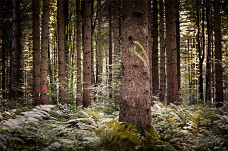 Foto: Holz