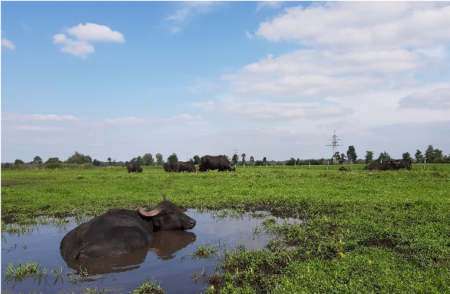 Foto: Teaserbild Wasserbüffel