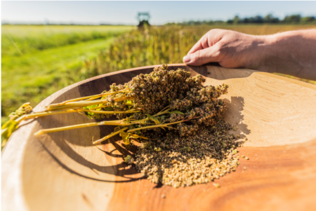 Foto: Quinoa