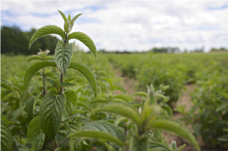 Foto: Kräuterfarmer