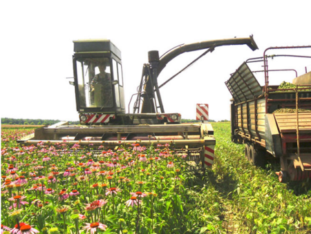 Foto: Kräuterfarmer