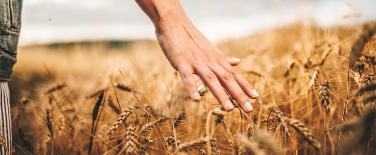 Foto: Headerbild Weizen