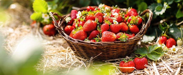 Foto: Erdbeeren im Korb