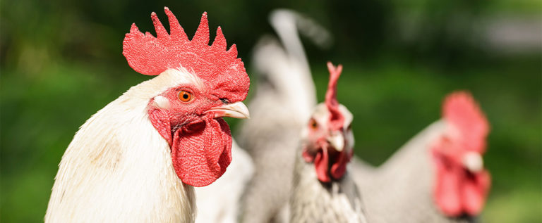 Foto: Hähnchen