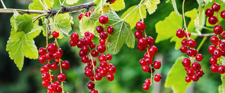 Foto: Johannisbeeren