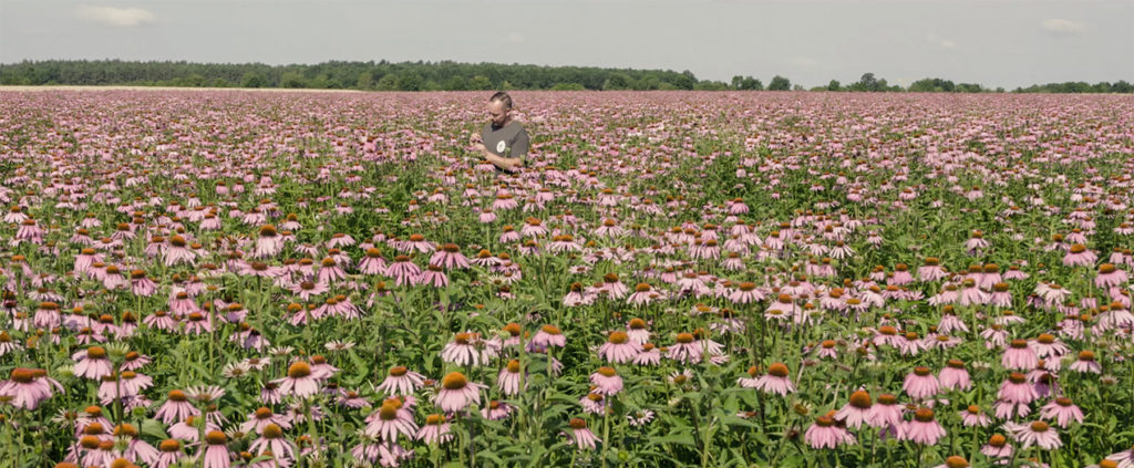 Ein Mann steht in einem weiten Feld voller rosa Sonnenhutblumen unter blauem Himmel.