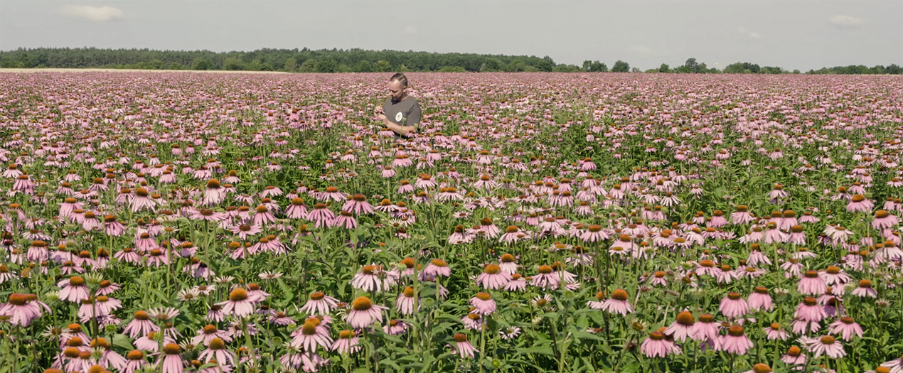 Ein Mann steht in einem weiten Feld voller rosa Sonnenhutblumen unter blauem Himmel.