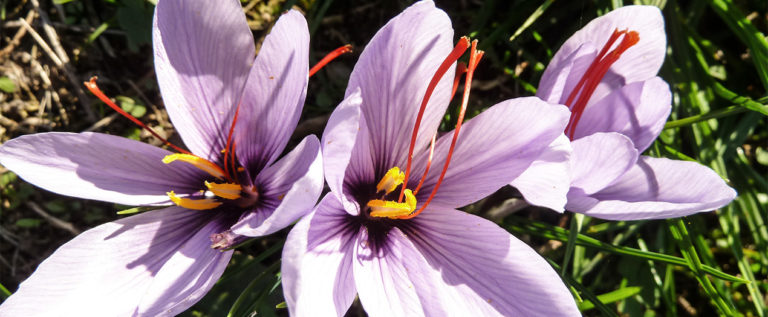 Foto: Safranblüten
