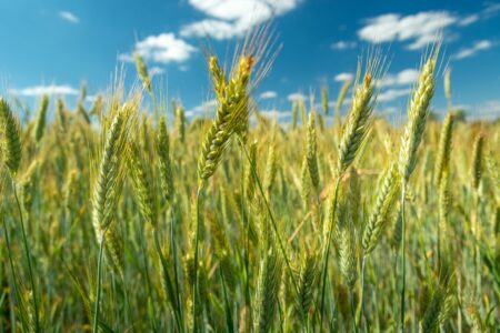 Grüne Weizenfelder unter einem blauen Himmel mit weißen Wolken, symbolisch für die Landwirtschaft in Bayern.