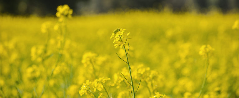 Foto: Headerbild Oelpflanzen