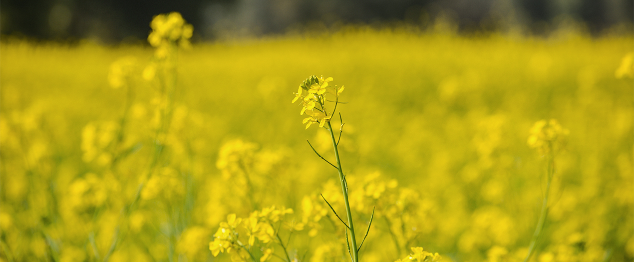 Foto: Headerbild Oelpflanzen