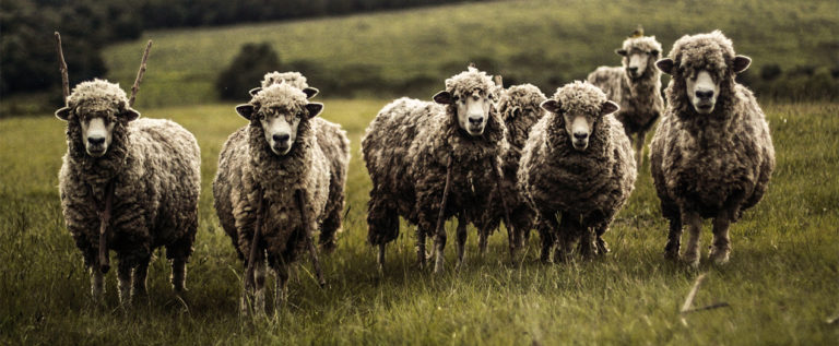 Foto: Header Lamm