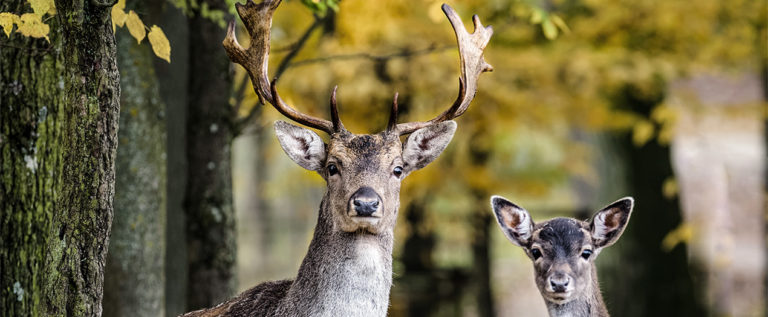 Ein Rehbock mit beeindruckendem Geweih und ein Jungtier stehen vor bunten Herbstbäumen.