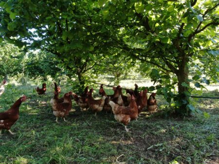 Hühner bewegen sich in einem schattigen Garten unter Bäumen und genießen die natürliche Umgebung.