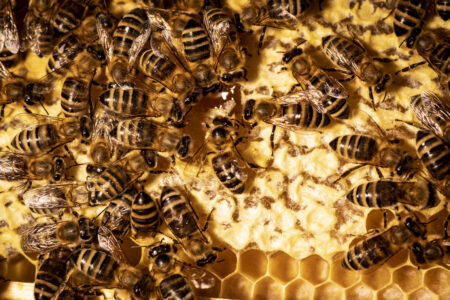 Bienen sammeln und arbeiten an einer Wabe, um Honig zu produzieren, mit klaren Details der Insekten und der Wabenstruktur.