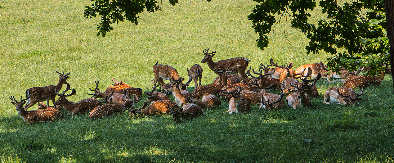 wildhaltung-unsere-bayerischen-bauern