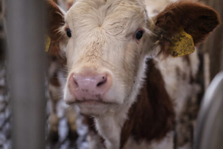 Ein neugieriges Kalb mit braunen und weißen Flecken steht in einem Stall und blickt direkt in die Kamera.
