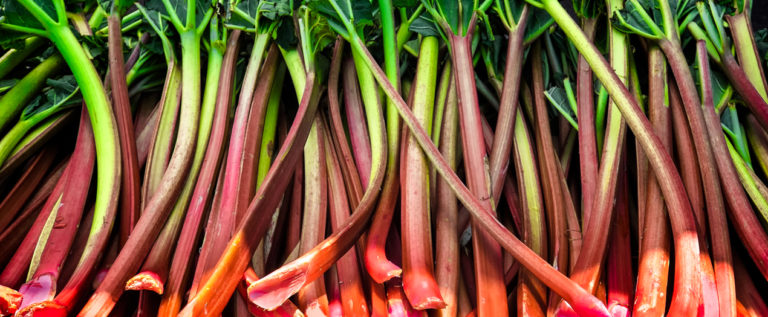 Frische Rhabarberstangen aus Bayern in verschiedenen Farben, ideal für Rezepte und saisonale Gerichte.