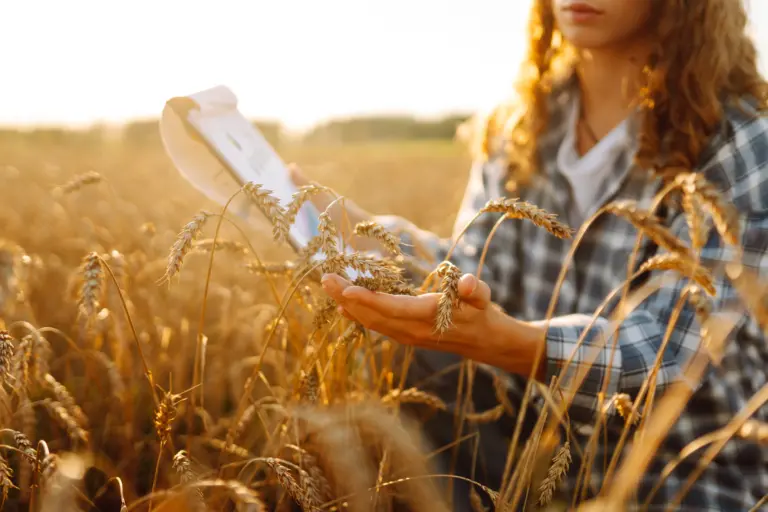 Eine Nahaufnahme einer jungen Bäuerin, die goldene Weizenähren auf einem Feld berührt. Ein Agronom arbeitet im Sonnenuntergang auf einem Weizenfeld. Landwirtschaftliches Konzept, Kontrolle, Qualität.