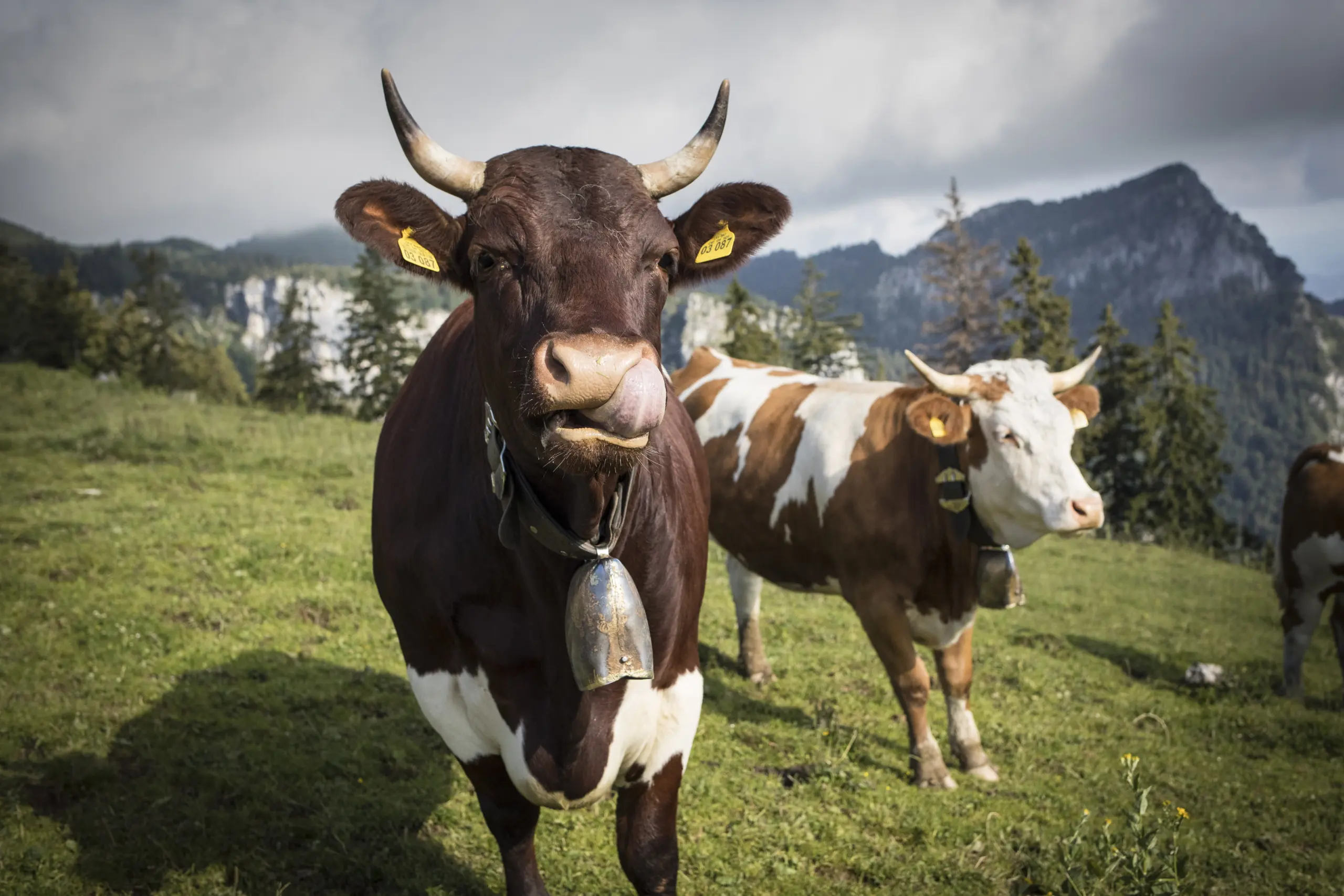 Braune Kühe auf einer Almwiese mit Bergen im Hintergrund, symbolisieren die alpine Landwirtschaft.