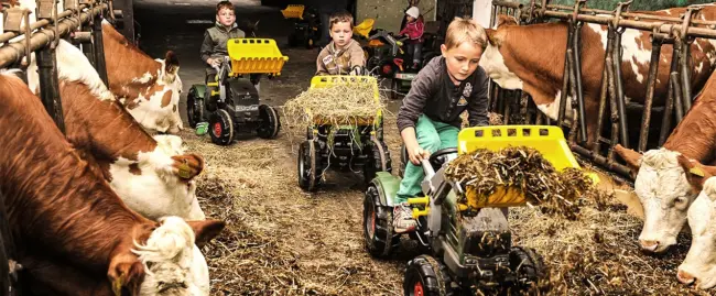 Kinder fahren mit Spielzeugtraktoren im Stall, um Heu zu transportieren, umgeben von Kühen.