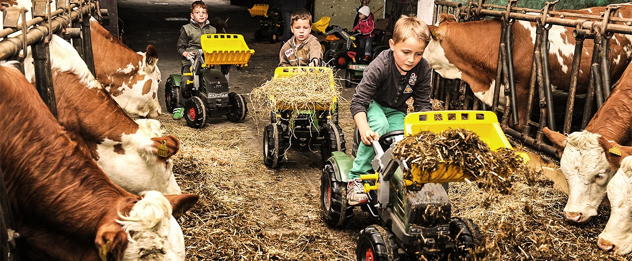 Kinder fahren mit Spielzeugtraktoren im Stall, um Heu zu transportieren, umgeben von Kühen.