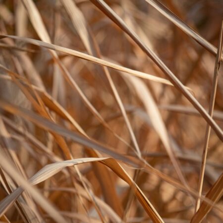 Braunes, trockenes Gras mit feinen Halmen, die sich sanft im Licht winden und eine natürliche Textur erzeugen.
