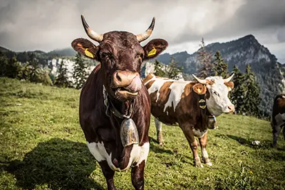 Foto: Kühe auf der Alm