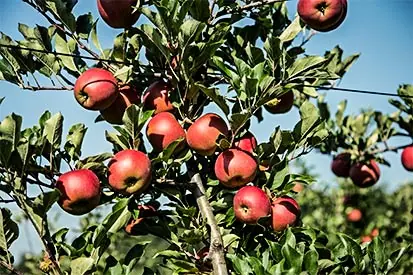 Foto: Apfel Ernte