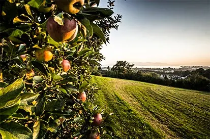 Foto: Apfelbaum