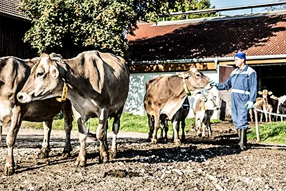 Foto: Bio-Milchbauer und seine Kühe
