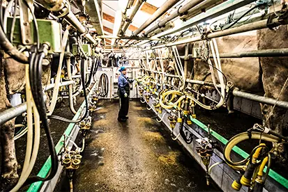 Foto: Bio-Milchbauer im Kuhstall