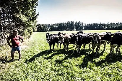 Foto: Bio-Milchbauer mit den Kühen auf der Weide