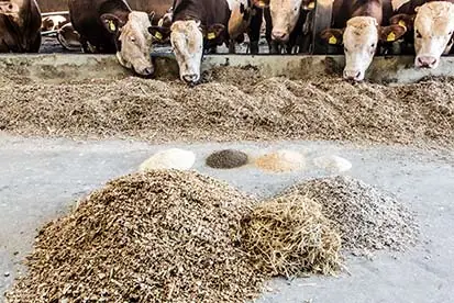 Foto: Bullen bekommen Futter