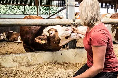 Foto: Streicheleinheiten im Kuhstall
