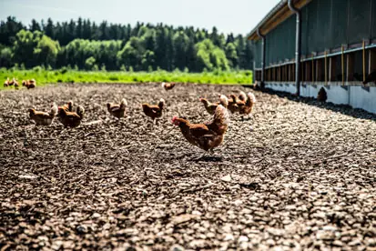 Foto: Hähnchen im Auslauf