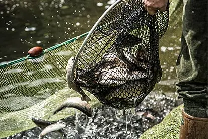 Foto: Fischbauer mit Kescher