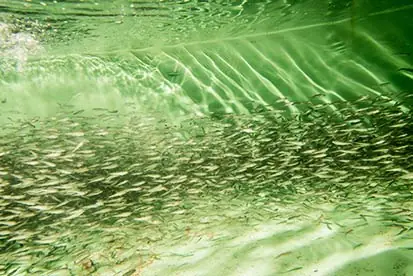 Foto: Unterwasserbild