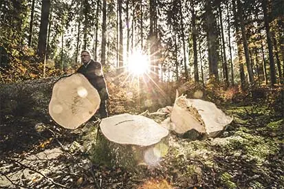Foto: Baum fällen