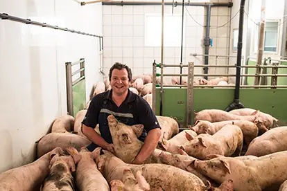 Ein Landwirt umarmt eine Sau in einem Stall voller Schweine, was die Tierhaltung und Landwirtschaft veranschaulicht.