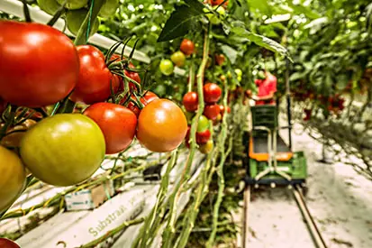 Foto: Tomaten im Gewächshaus