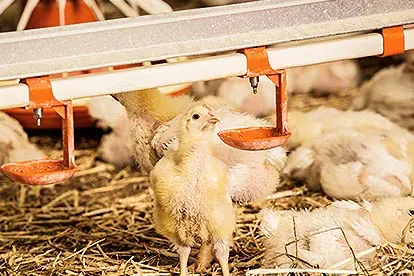 Foto: Hähnchen an der Tränke