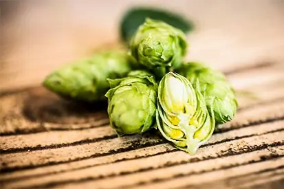Foto: Hopfen