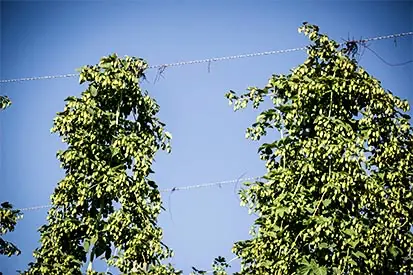 Foto: Aufgehängter Hopfen